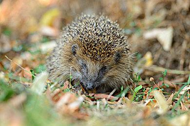 《缺氧》发布“水落食出”更新 添加新工具新蓝图